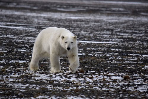 Polar Bear (Ursus maritimus) attacks