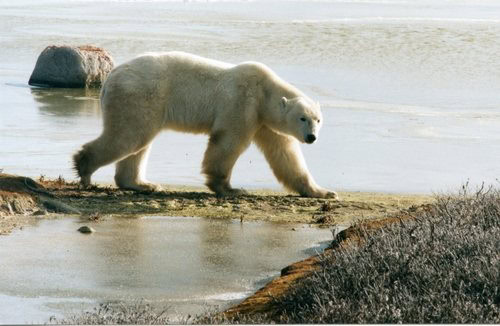 Polar Bear Ursus maritimus danger