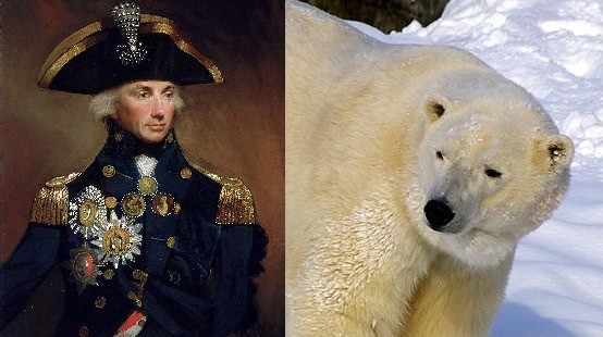 horiatio nelson versus polar bear