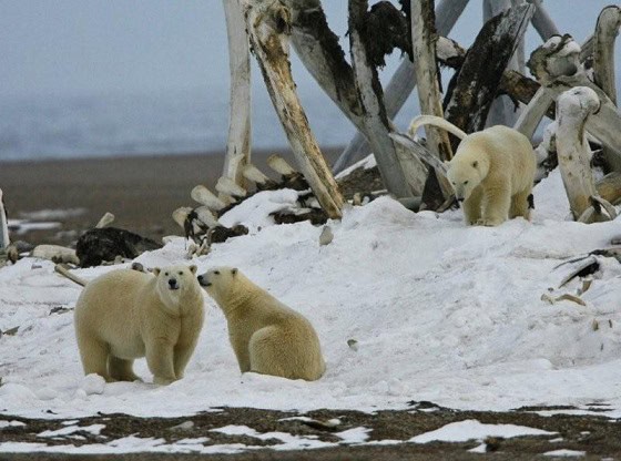 polar bears Kaktovik, Alaska