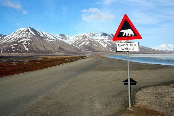 polar bears svalbard road sign