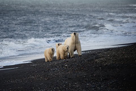 Polar bears on Wrangel Island, Russia