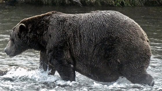 32 chunk bear brooks falls