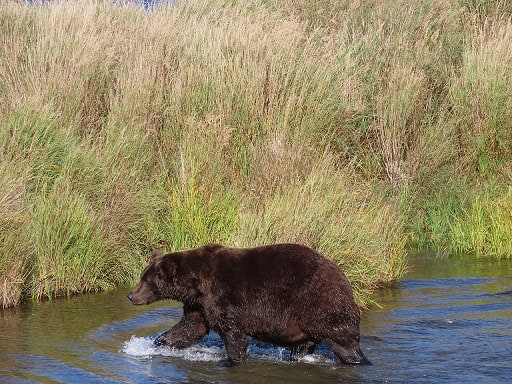 bear 474 brooks falls alaska