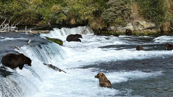 brooks falls bear cam tales