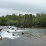 brooks falls bears peak season