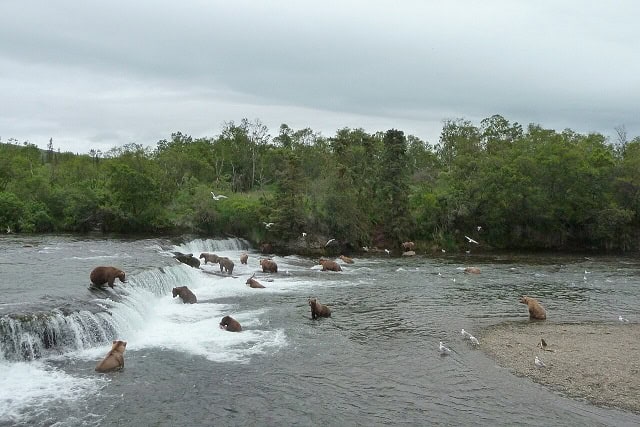 brooks falls bears peak season