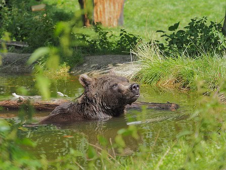 Brown bears of Austria - the story so far