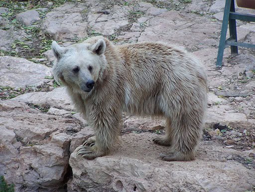 Ursus-arctos-syriacus-syrian-bear