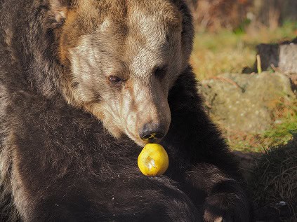 Austrian brown bear eating apple