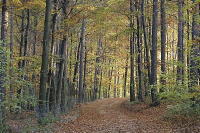 austrian forest brown bear country