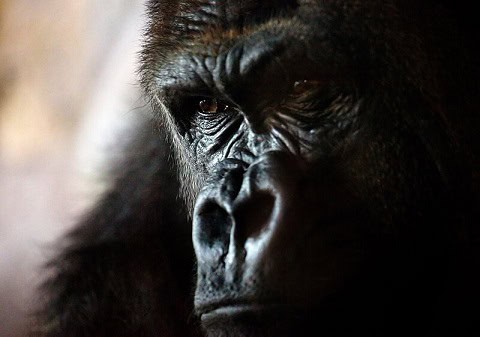 brown bear gorilla battle