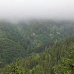 brown bears austria misty valley