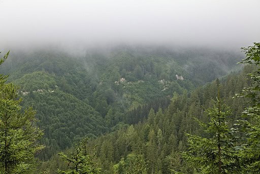 brown bears austria misty valley