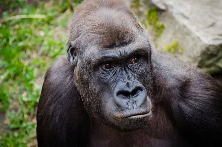 gorilla versus brown bear battle