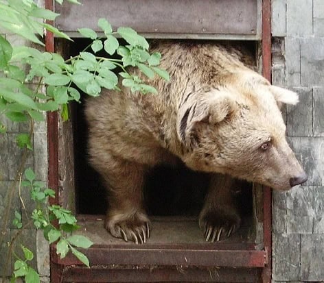 syrian brown bear face