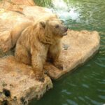 syrian brown bear zoo