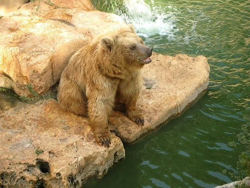 syrian brown bear zoo